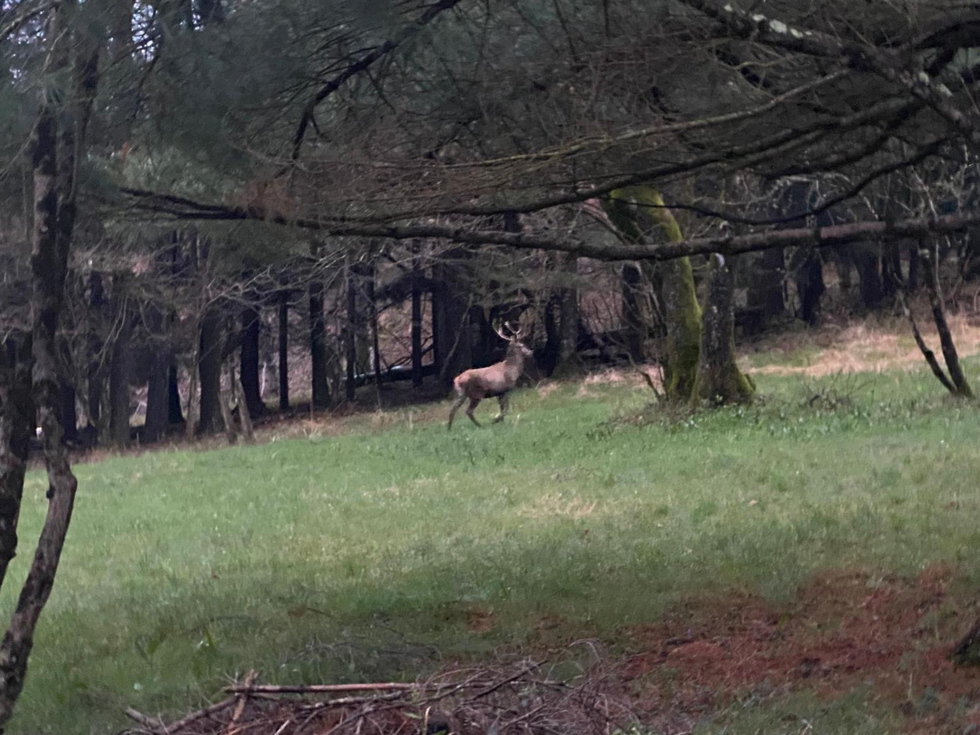 B&B La Locanda Del Cinghiale Aurano エクステリア 写真